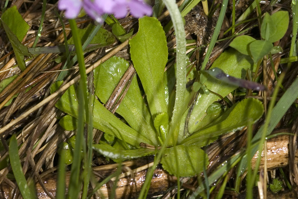 Primula farinosa